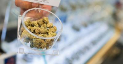 AARP Takes Medical Marijuana Mainstream