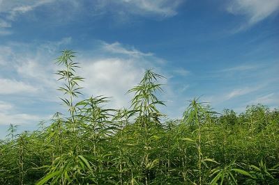 Slow and steady growth for New Mexico hemp industry