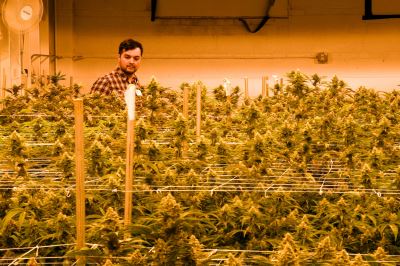 A Job In Colorado Marijuana Will Cost An Immigrant What They Want Most: Citizenship