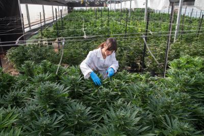How cannabis became the unlikely star of Israel’s elections