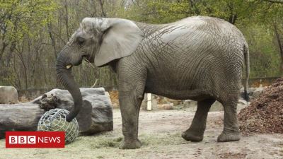 Hemp oil trial for grieving elephant's stress