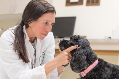 Promising Results In Study Assessing CBD For Dogs With Epilepsy by Dr. Stephanie McGrath